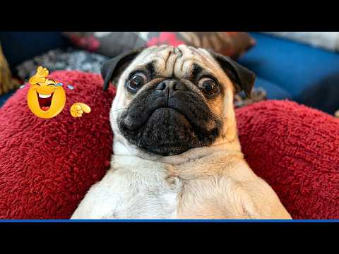 Funniest Cats And Dogs Videos 😹🐶 The Best Funny Animal Videos Make You Unable To Stop Laughing 😂