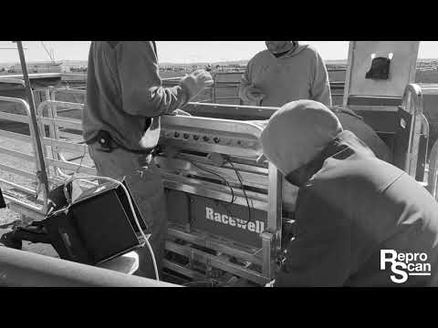 Flexx Ultrasound - Sheep in a Racewell Chute