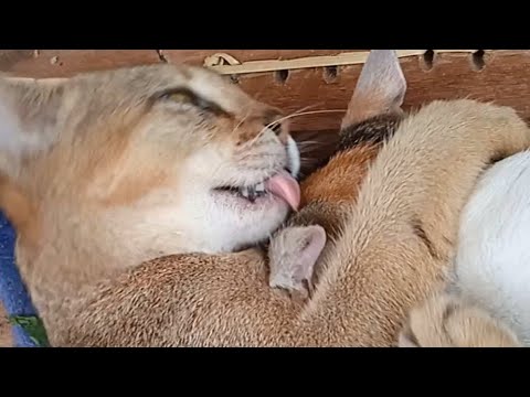 simba and komali:)cleaning each other's fur but after that it trun in to a fight 🙉😹😁#cute#cats#love