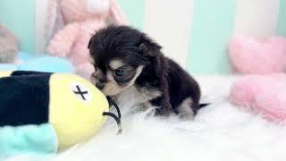 ハーフ犬の動画01