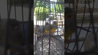 Download lagu anakan burung sikatan kepala abu mp3