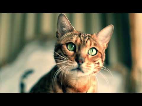 Yvon im Kreis der Liebe: "Sprezzatura" (Official)