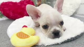 フレンチブルドッグの動画02