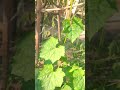 Nature Instagram Garden Instagram Reels