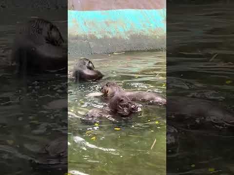 #Water Dog#River Otter#Neer Nai(Malayalam)