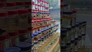 Download lagu IKAN CUPANG DI CEMARA ASRI 10 RIBUAN KAMU UDAH BEBAS PILIH YANG ADA DI RAK mp3