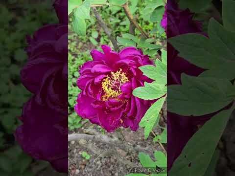 牡丹をどこに植えますか？展示、フロアなど  庭園