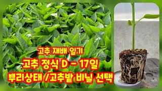 고추밭 준비 비닐 선택은 고추 육묘일기 가식 37일 가식 55일 괴산청결고추 충북 괴산 풀뿌리농장 [고추재배…