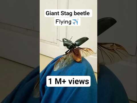 Giant stag beetle(dorcus titanus) flying !! #shorts#trending#viral #stagbeetle #beetle