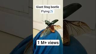 Giant stag beetle(dorcus titanus) flying !! #shorts#trending#viral #stagbeetle #beetle