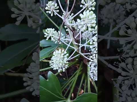 あらゆる水深に最適な池の植物 トピックス
