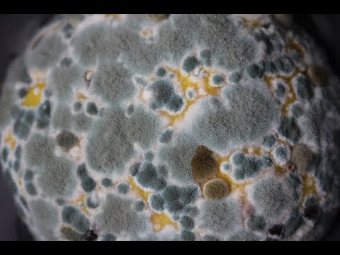 Schimmel in der Wohnung - Was tun?