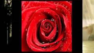 Auf rote Rosen fallen Tränen.  (Cover Flippers)