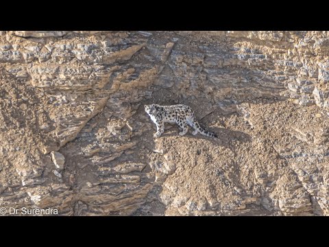 Snow Leopards of Kibber