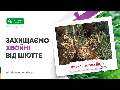 Антигусень + Самшит - фото 1 - id-p2567556589