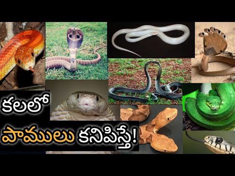 If you see a snake in your dream || Kalalo Pamu Kanipiste || Snake in Dream Analysis & Meaning ||...