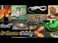 If You See A Snake In Your Dream Kalalo Pamu Kanipiste Snake In Dream Analysis Meaning