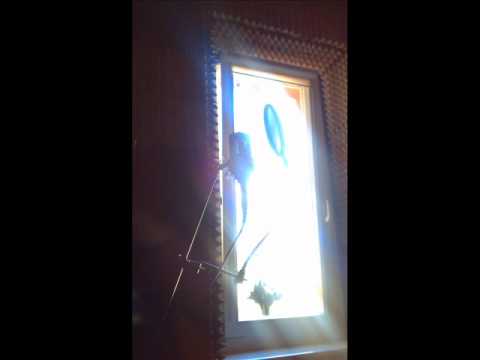 Dudas, Grucha, Maik   Mam to we krwi prod Dudas