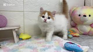 スコティッシュストレートの動画01