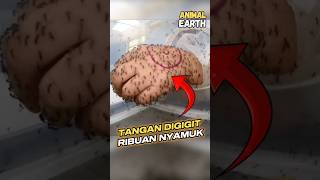 Download lagu Tangan vs ribuan nyamuk #shorts mp3