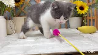 ブリティッシュショートヘアの動画01