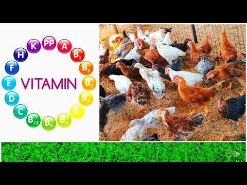 Vitamins for Desi Poultry | Dr. Mahesh Ganapure