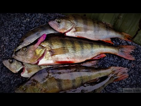 AHVENEN MICROJIGAUSTA | HAUKIEN JA PIKKUAHVENIEN SEASTA ILTAPALA KALAT KYYTIIN!