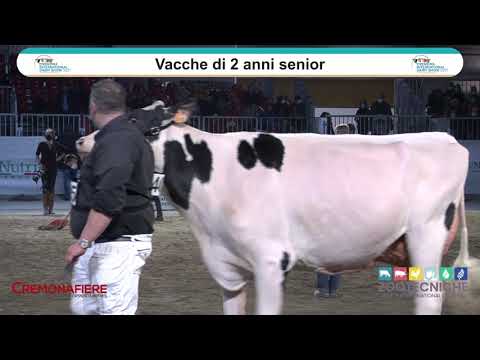 Cremona International Dairy Show 2021 - DAY 2 - Mostra Razza Holstein e Red Holstein