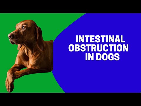 Intestinal Obstruction in Dogs