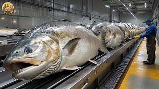SALMON Farming - Farming And Harvesting Of Salmon - Salmon Processing in Fish Factory