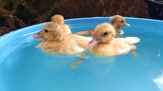 BEBEK BEBEK PALING LUCU