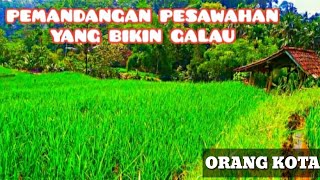 Download lagu Suling Sunda Paling Merdu Dan Pemandangan Persawahan Yang Begitu Indah || Tasikmalaya Jawa Barat mp3 Download lagu Suling Sunda Paling Merdu Dan Pemandangan Persawahan Yang Begitu Indah || Tasikmalaya Jawa Barat mp3