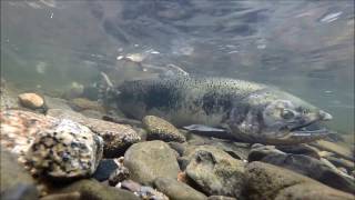 Salmon in the Auburn Ravine