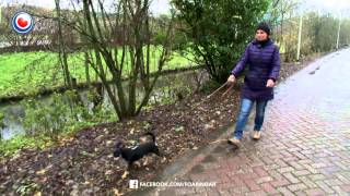 Foarinoar: Dierenopvang De Wissel