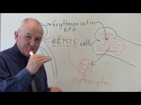 EPO stands for eythropoietin.