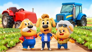 Let's Go to the Farm | Kid Learns to Harvest | Fun Story | Sheriff Labrador | Kids Cartoon | BabyBus