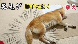 👏👏動いちゃう尻尾 それどういう感情･･･？【犬】