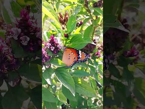 Titliyan 2 #butterfly #flowers