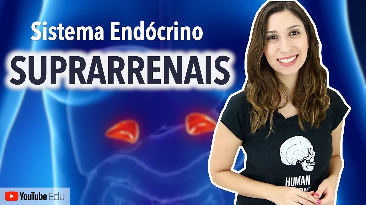 Suprarrenais: Sistema Endócrino | Anatomia e etc