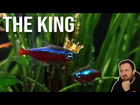 Cardinal Tetra: EVERYTHING you need to know! Complete care guide