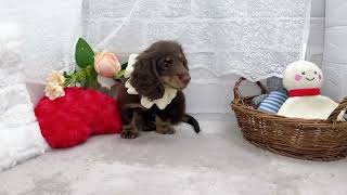 ミニチュアダックスの動画01