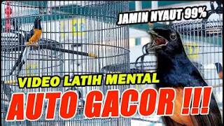 Download lagu Pancingan PAGI-PAGI AGAR MURAI GACOR !! sekali coba murai DIAM langsung bunyi mp3