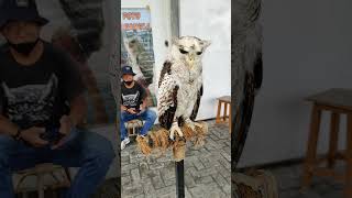 Download lagu Owls Make Your Hair Stand on End #shorts #subscribe mp3