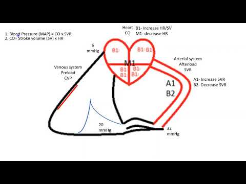 Vasopressors and shock