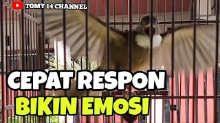 Download lagu Pancingan tercepat !!! Cucak jenggot Sumatra bahan biar cepat bunyi gacor nembak mp3 Download lagu Pancingan tercepat !!! Cucak jenggot Sumatra bahan biar cepat bunyi gacor nembak mp3