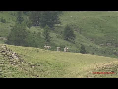 ASINELLI IN ALPEGGIO AL COLLE DELLA MADDALENA IN VALLE STURA.  (CN) LUN. 19 - 7 - 2021.