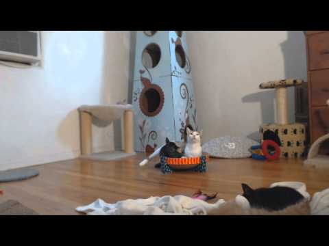 Classical Kittens - Colosseum Milkbar Bath