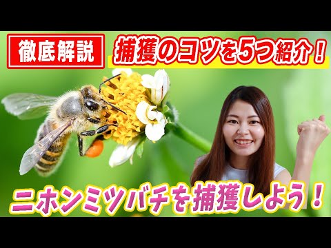 , title : '【徹底解説】ニホンミツバチ捕獲のコツを５つ紹介！'
