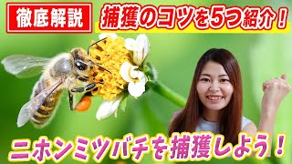 【徹底解説】ニホンミツバチ捕獲のコツを5つ紹介！