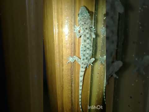 lazard #shorts#youtubeshorts